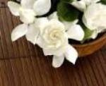 Vintage Gardenia